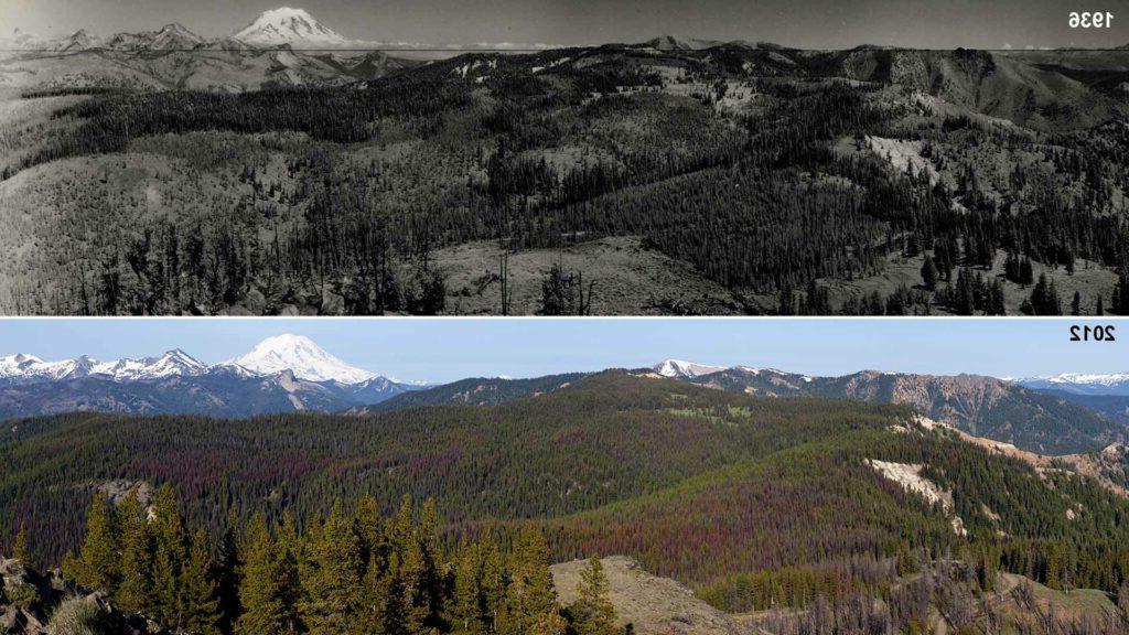 Bethel Ridge - patchwork forest (1936) / John Marshall Photography vs. overly dense forest (2012) / National Archives Seattle, WA